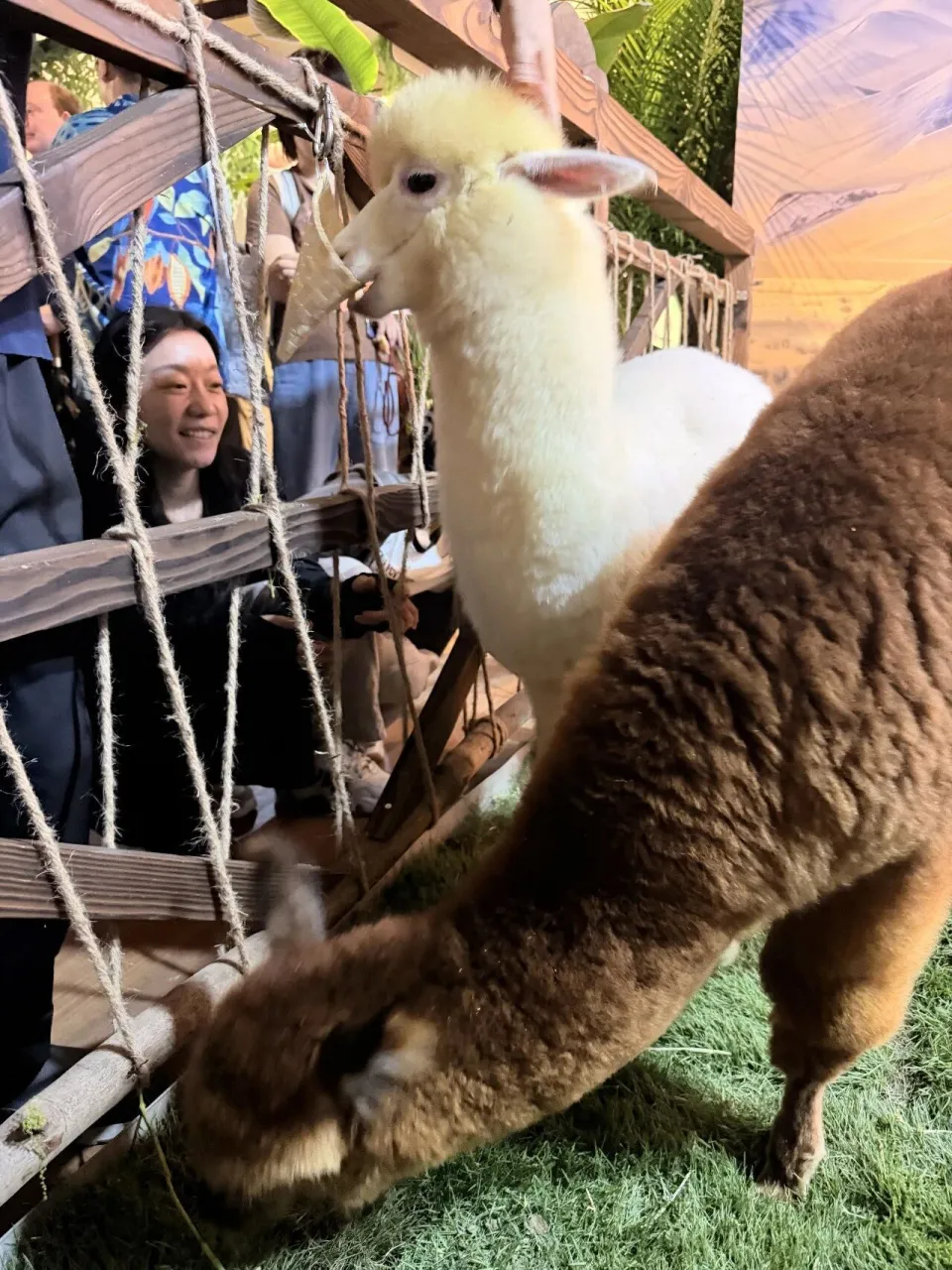 棕色羊驼伸长脖子凑近栅栏外的游客