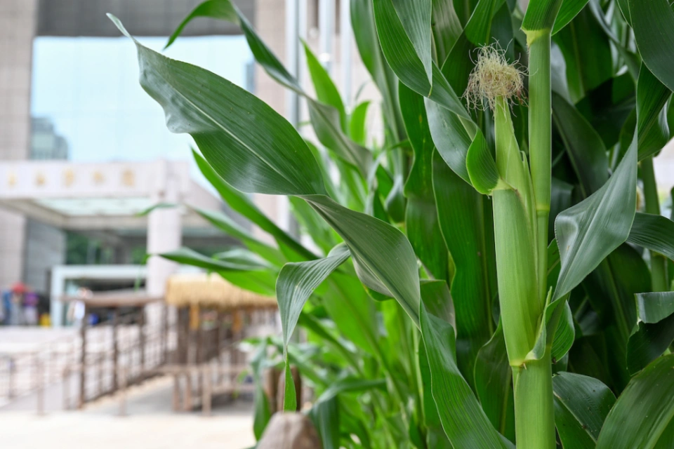 玉米植株特写，背景虚化上博建筑